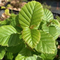 Betula megrelica 